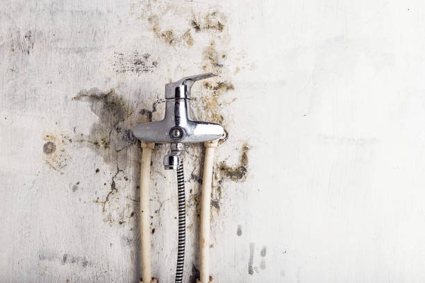 Best Office Mold Removal Services  in Roanoke, IN