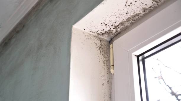 Best Toxic Mold Removal  in Roanoke, IN