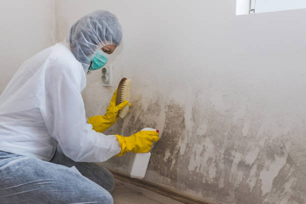 Best Certified Mold Removal  in Roanoke, IN