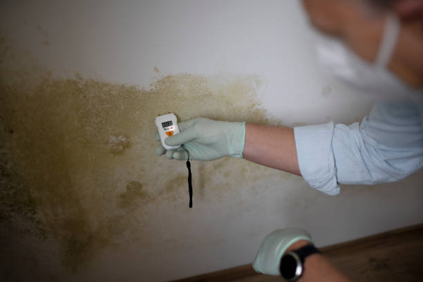 Best Commercial Mold Removal  in Roanoke, IN