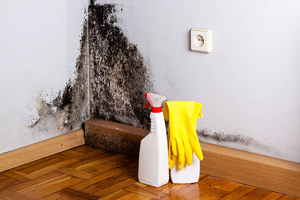 Best Crawl Space Mold Removal  in Roanoke, IN