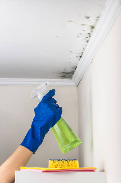 Best Affordable Mold Removal  in Roanoke, IN