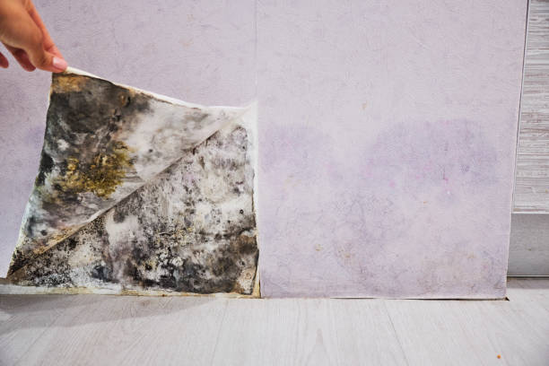 Best Fast Mold Removal  in Roanoke, IN